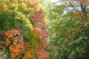 image HS_5_Acer_opalus.jpg (0.6MB)