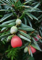 image HS_6_Taxus_baccata.jpg (0.2MB)