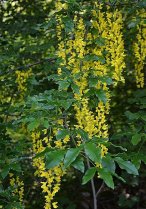 image HS_7_Laburnum_alpinum.jpg (0.4MB)