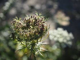 image Daucus_carotta_Htraie.jpg (0.2MB)