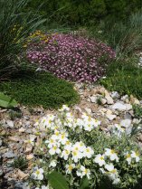 image Hlianthmes_des_Apennins_Helianthemum_apenninum_blancs_et_saponaires_de_Montpellier_Saponaria_ocymodes_roses_dans_la_pelouse__avoine_SB.jpg (2.0MB)
