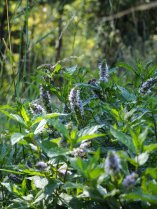 image Menthe_Hetraie_SB.jpg (1.1MB)