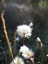 image Picris_hierastioides_Peloue__avoine_SB.jpg (0.6MB)