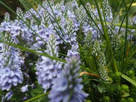 image Vronica_teucrium_dans_la_pelouse__avoine_SB.jpg (0.4MB)