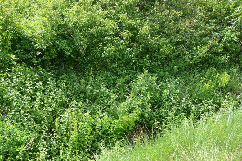 image F1101_LG_1.jpg (7.8MB)
