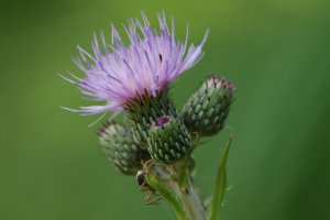 image Mgaphorbiaies_3_Cirsium_monspessulanum_.jpg (2.3MB)