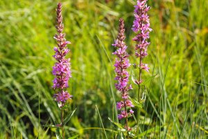 image Mgaphorbiaies_4_Lythrum_salicaria.jpg (5.2MB)