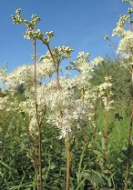 image Filipendula_ulmaria.jpg (0.2MB)