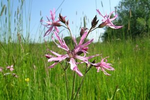 image Lychnis_floscuculi.jpg (0.4MB)