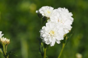 image Mgaphorbiaies_12___Achillea_ptarmica_subsp_ptarmica.jpg (3.5MB)