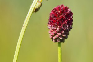 image Mgaphorbiaies_13_Sanguisorba_officinalis_.jpg (3.5MB)