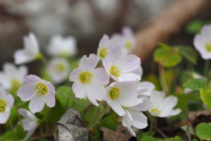 image Mgaphorbiaies_10_Oxalis_acetosella_.jpg (4.2MB)