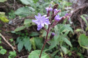 image Mgaphorbiaies_7_Lactuca_alpina.jpg (5.0MB)