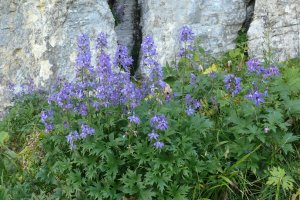 image Mgaphorbiaies_8_Delphinium_dubium.jpg (3.1MB)