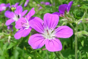 image Mgaphorbiaies_9_Geranium_sylvaticum.jpg (2.0MB)