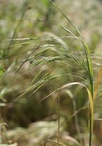 image Anisantha_sterilis.jpg (0.2MB)