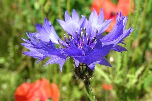 image Cyanus_segetum.jpg (0.3MB)