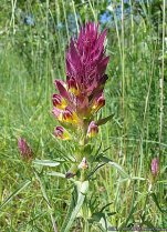 image Melampyrum_arvense.jpg (0.1MB)