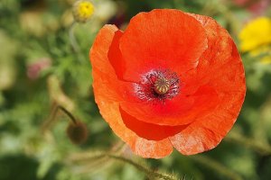 image Papaver_rhoeas.jpg (0.3MB)