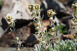 image Artemisia_eriantha.jpg (0.3MB)