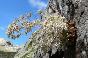 image Saxifraga_cotyledon.jpg (0.5MB)