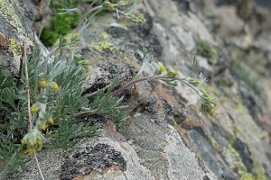 image Artemisia_umbelliformis.jpg (0.4MB)