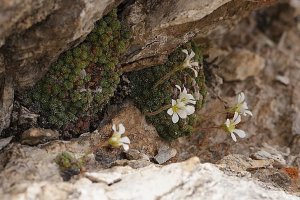 image Saxifraga_valdensis.jpg (0.3MB)
