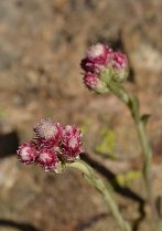 image Antennaria_dioica.jpg (0.1MB)