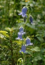 image Campanula_barbata.jpg (0.2MB)