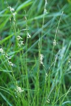 image Nardus_stricta.jpg (0.3MB)