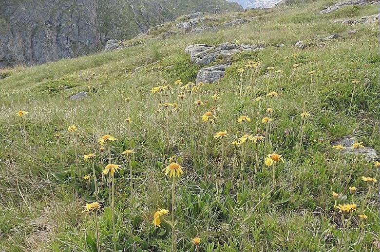 image Pelouse_10_acidiphile_subalpine_arnica.jpg (0.6MB)