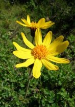 image Pelouse_11_arnica_montana.jpg (0.2MB)