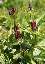 image Pelouse_13_gentiane_pourpre.jpg (0.2MB)