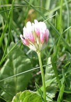 image Trifolium_thalii.jpg (0.2MB)