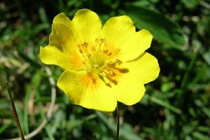 image Pelouse_15_Potentilla_grandiflora.jpg (0.3MB)