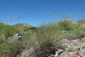 image Pelouse_7_sche_acidophile_des_pentes_rocheuses_silicieuses_Festuca_acuminata.jpg (0.5MB)