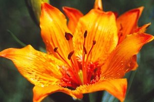 image Pelouse_8_Lilium_bulbiferum_subsp_croceum.jpg (0.3MB)