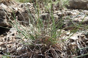 image Festuca_cinerea.jpg (0.5MB)