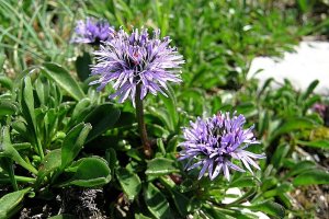image Globularia_cordifolia.jpg (0.4MB)
