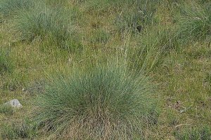 image PA_1_Helictotrichon_sempervirens.jpg (0.6MB)