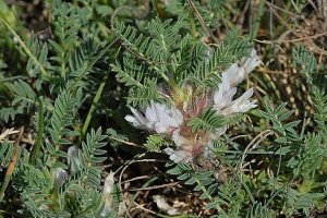 image PA_3_Astragalus_sempervirens.jpg (0.4MB)
