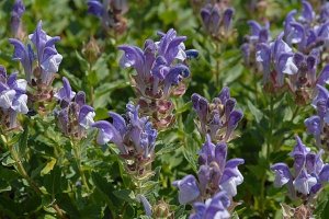 image Scutellaria_alpina.jpg (0.4MB)