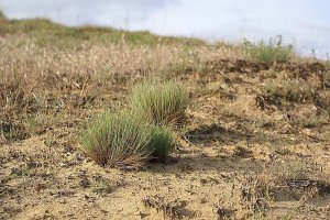 image Pelouse_3_sables_acides_encore_mobilesCorynephorus_canescens.jpg (0.4MB)