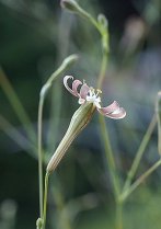image Pelouse_4_silne_de_porto.jpg (0.2MB)