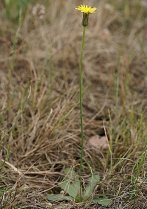 image Pelouse_6_Hypochaeris_glabra.jpg (0.2MB)