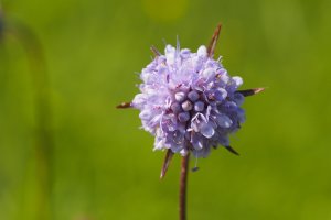 image Prairies_humides_10___Succisa_pratensis_Moench.jpg (4.4MB)