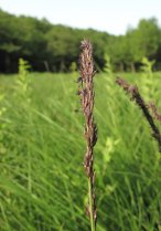 image Prairies_humides_5_Molinia_caerulea_.jpg (3.6MB)
