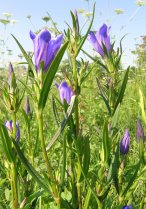 image Prairies_humides_6_Gentiana_pneumonanthe.jpg (2.5MB)