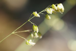 image Prairies_humides_7_Briza_media.jpg (4.0MB)