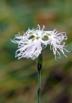 image Prairies_humides_8_Dianthus_superbus_subsp_autumnalis_Oberd.jpg (3.9MB)
